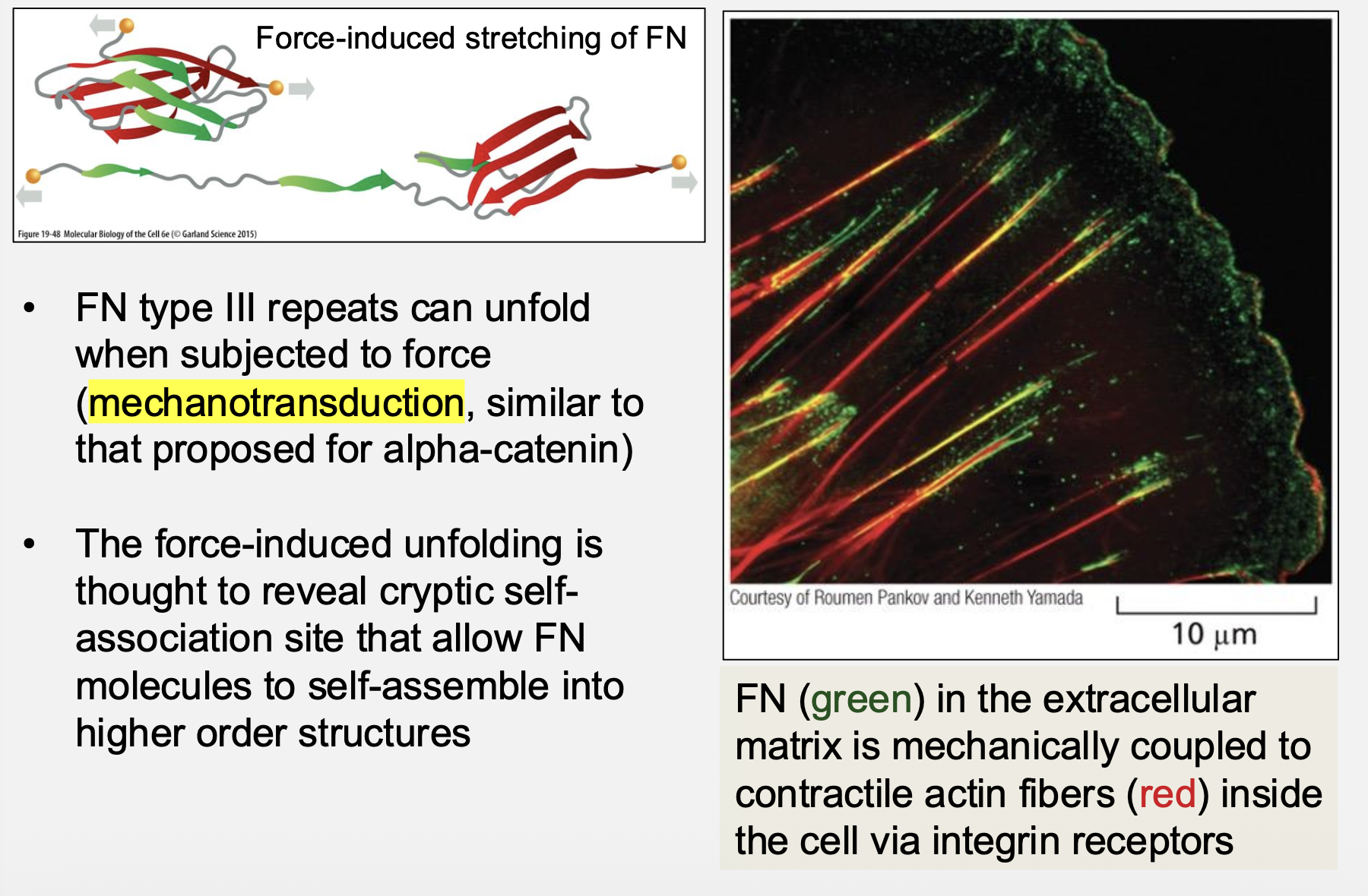 <p>Force‑induced unfolding reveals cryptic binding sites</p>