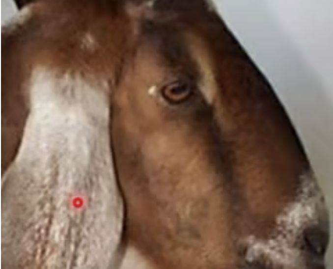 <p>A Nubian goat shows signs of anemia and bottled jaw, which of the following parasites causes that disease?</p>
