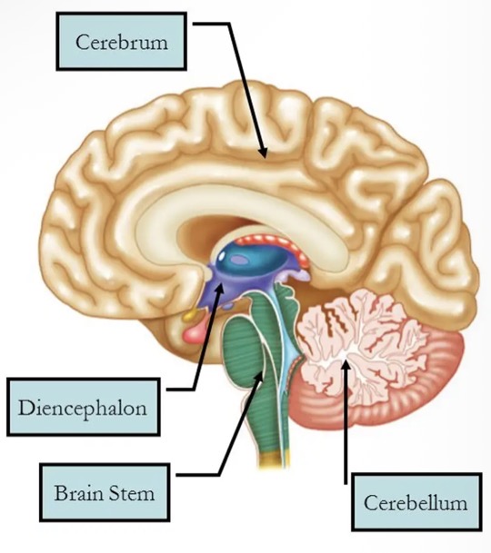 <ul><li><p>Cerebrum</p></li><li><p>Diencephalon</p><ul><li><p>thalamus</p></li><li><p>Hypothalamus</p></li></ul></li><li><p>Brain stem</p><ul><li><p>medulla</p></li><li><p>Pons</p></li><li><p>Midbrain</p></li></ul></li><li><p>Cerebellum.</p></li></ul><p></p>