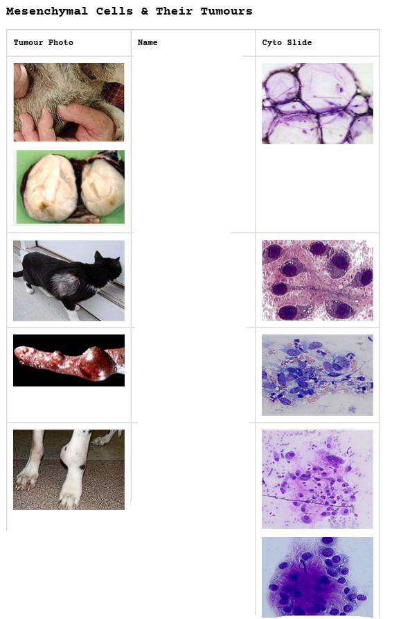 <p><span><strong>Mesenchymal Cells &amp; Their Tumours</strong></span></p>
