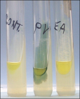 <p>10% ferric chloride (FeCl3)</p>