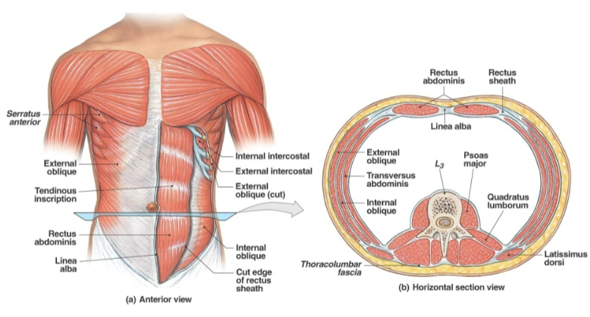 <p>External Intercostals <strong>Action</strong></p>