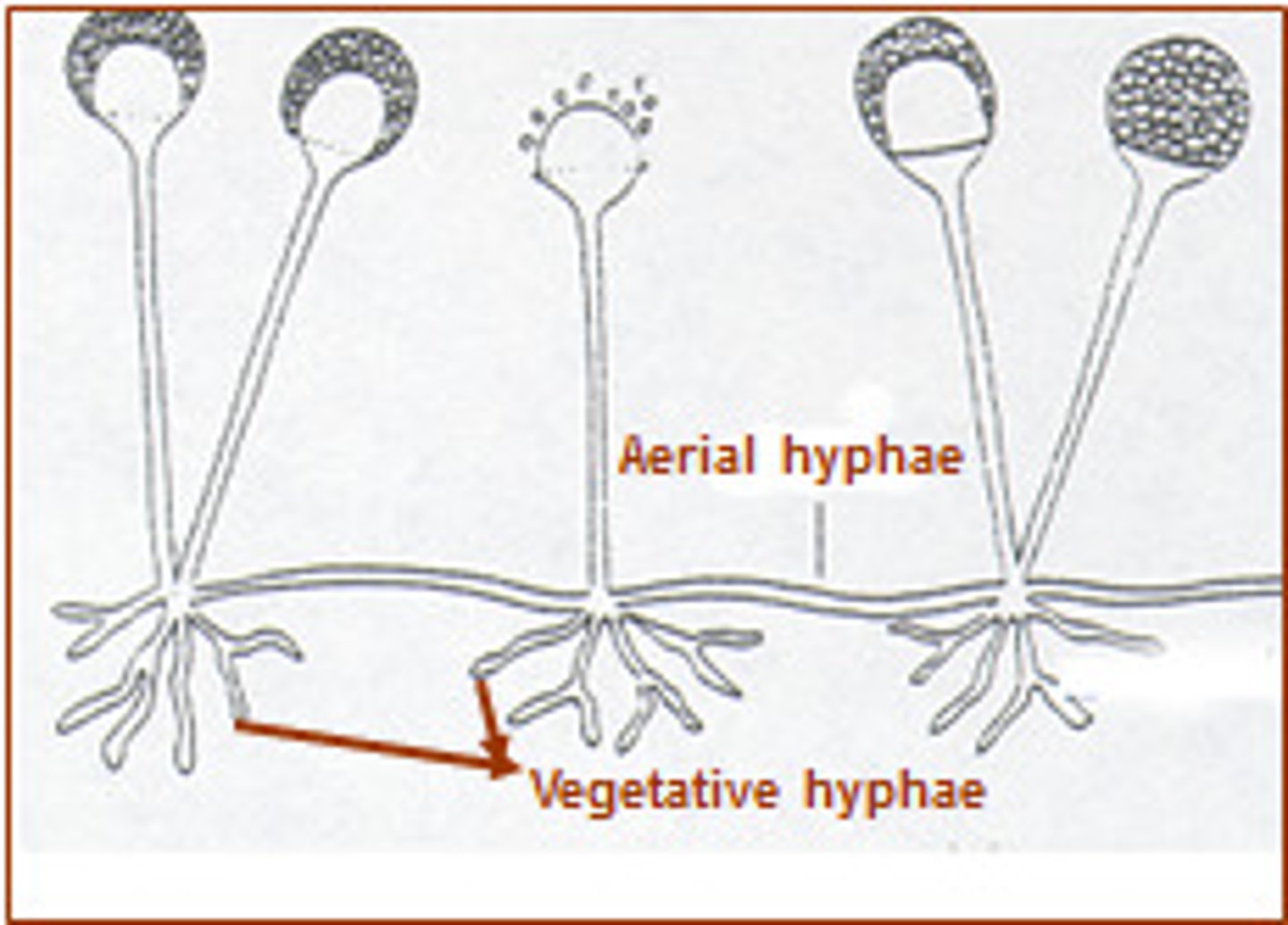 <p>thread-like structures that are similar to plant roots</p>