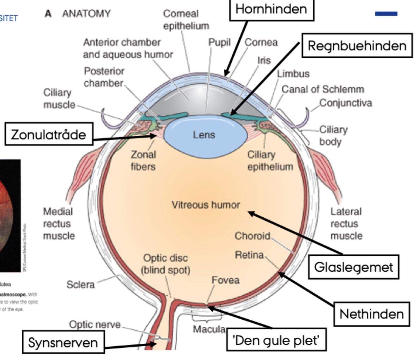 <p>At føre information <strong>fra retina til hjernen</strong>.</p>