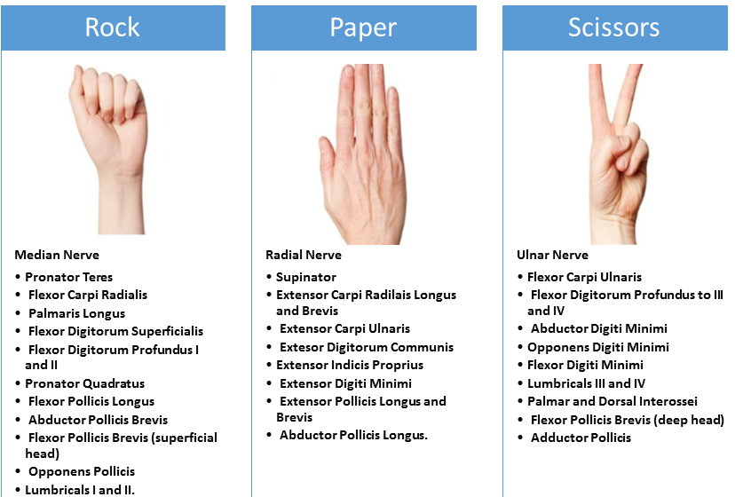 <p>Rock = Median nerve: unable to flex FDPs of the IF/MF</p><p>Scissors = Ulnar nerve: unable to abduct and adduct digits > affects interossei </p><p>Paper = Radial Nerve: unable to extend the MPJs</p><p></p>