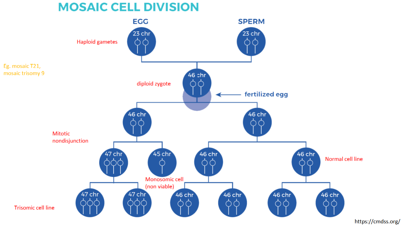 <p>POST ZYGOTIC Mitotic error</p><ul><li><p>Non-Disjunction → 1 daughter cell with extra and 1 with missing</p></li><li><p>When ND occurs post zygotically there is also a NORMAL cell line = mosaicism; 2 different cells lines (eg. some norm + some monosomic or trisomic)</p><ul><li><p>monosomic cell line may not survive</p></li></ul></li></ul><p></p>