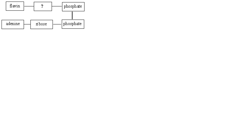 <p>The missing structural subunit in the following diagram for flavin adenine dinucleotide is</p>