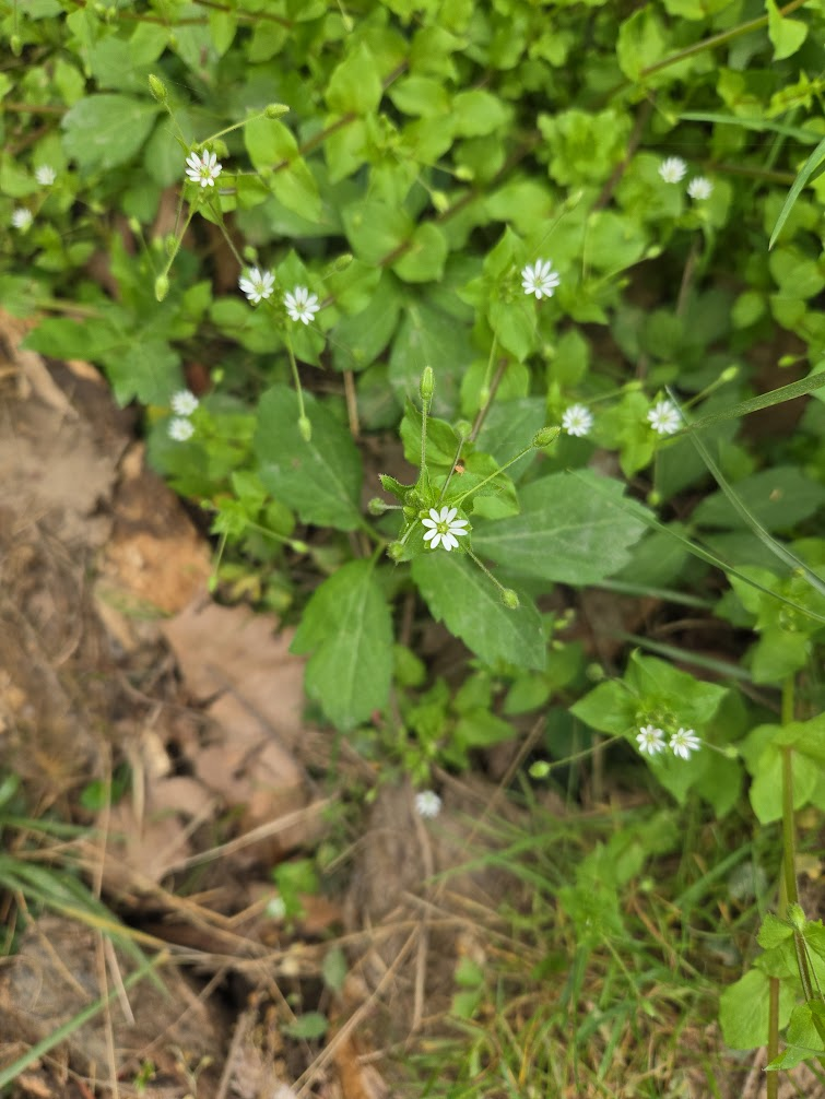 <p><strong>(<em>Stellaria media</em>)</strong> – Small, moist shady areas. <strong>Autotroph.</strong><br><strong>Uses:</strong> Edible; medicinal (skin soothing).</p>