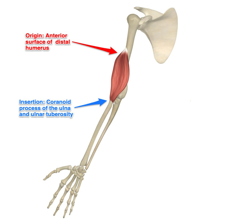 <p>origin: anterior, distal humeral shaft</p><p>insertion: coronoid process of ulna</p>