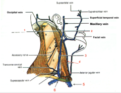 <p>Identify the structure at #3</p>