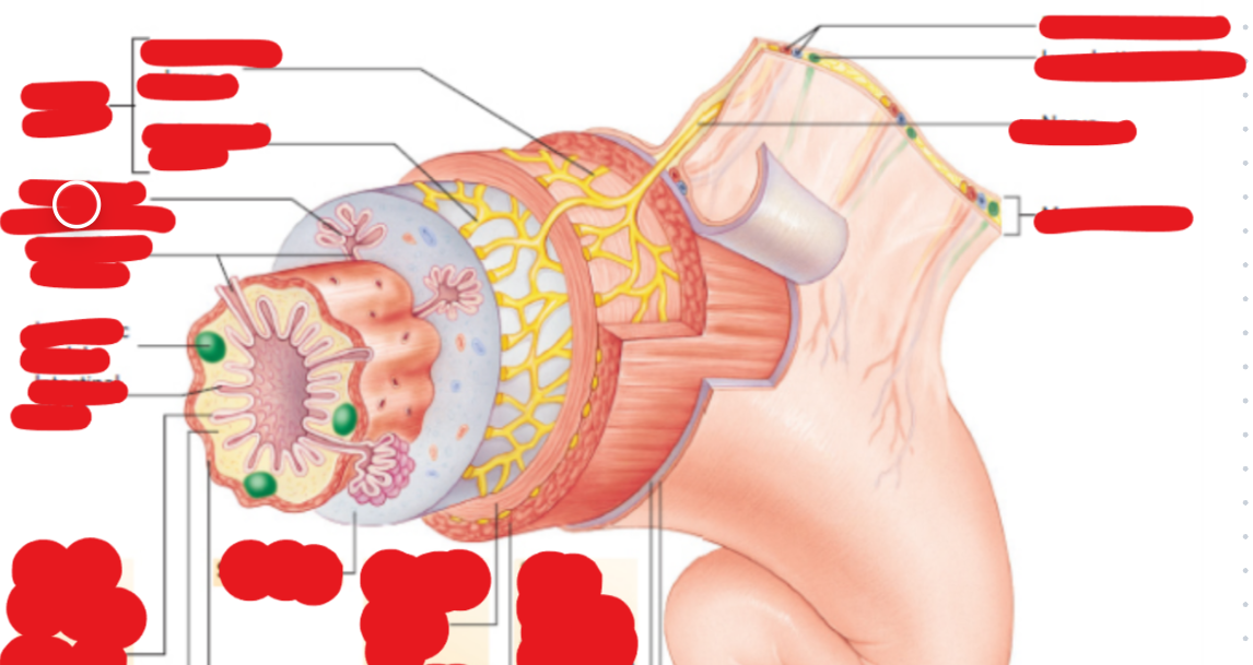 <p>An exocrine gland located within the submucosal layer</p>