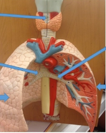 <p>name the part</p>