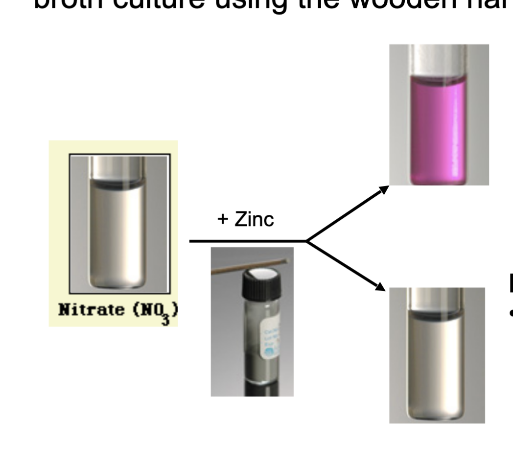 <p><span>What do you do if theres no color after reagents in nitrate reduction test ?</span></p>