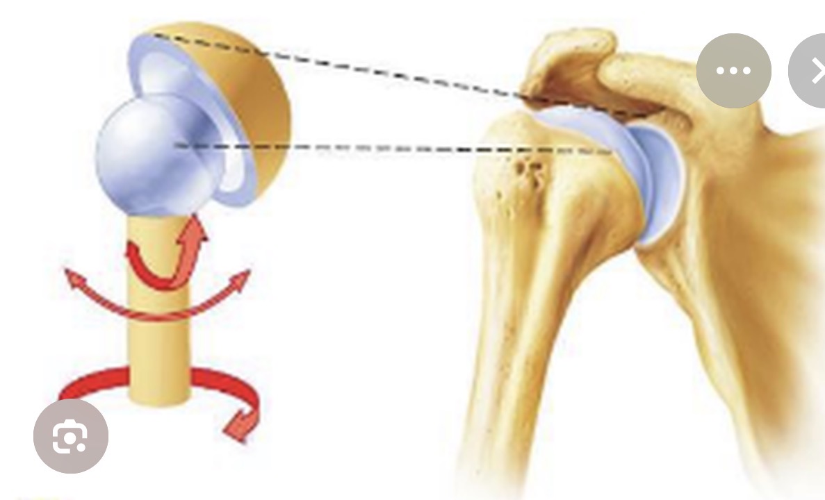 <p>Ball and socket joint</p>
