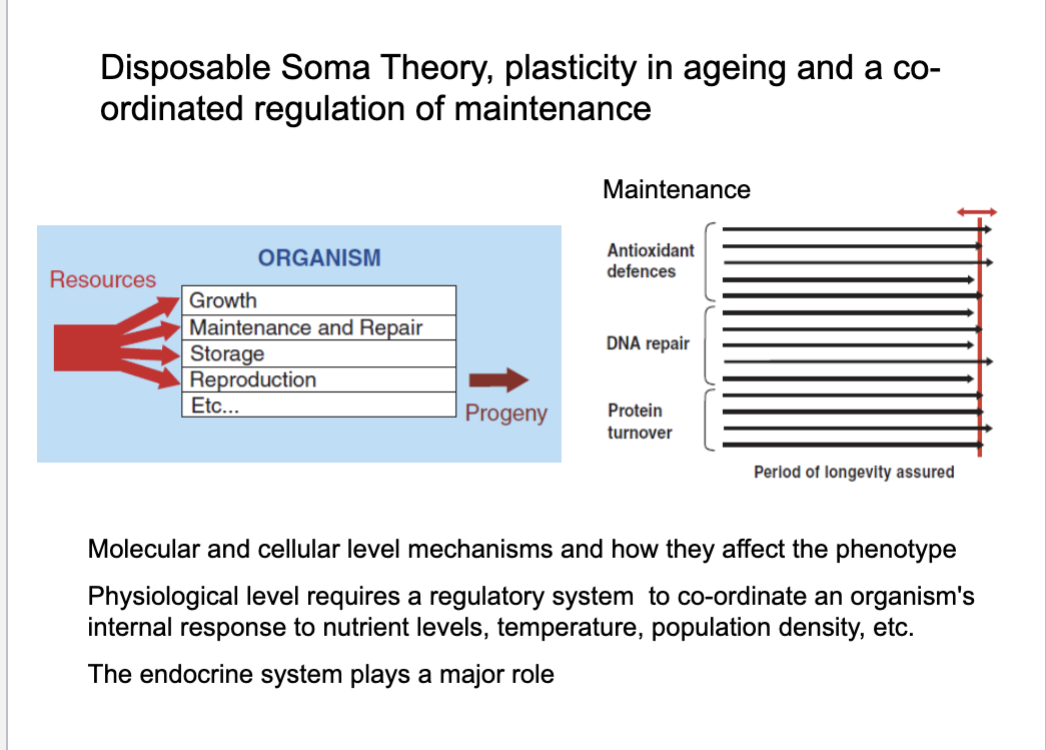 <ul><li><p>Resources allocated between:</p><ul><li><p><strong>Reproduction</strong></p></li><li><p><strong>Maintenance/repair</strong></p></li></ul></li><li><p>Trade-off impacts <strong>longevity</strong></p></li></ul><p></p>