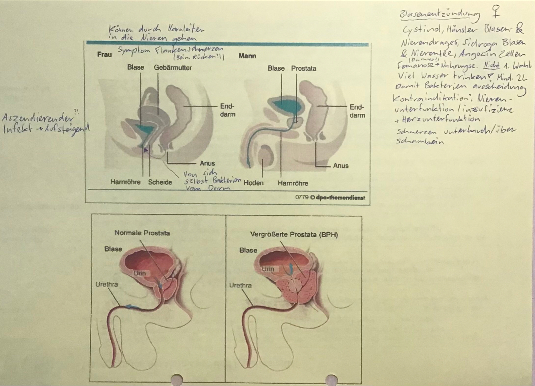 <p>Erkrankungen der Harnwege &amp; Prostatamittel</p>