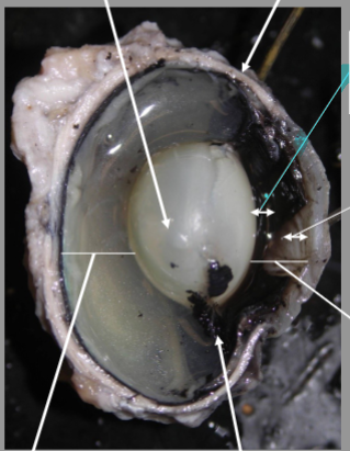 <p>What is the arrow pointing at?</p>