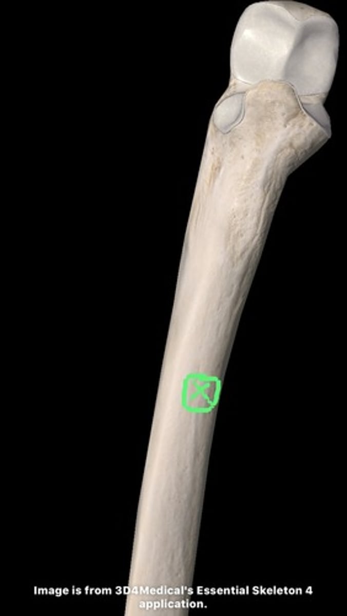 <p>Opening for blood vessels and nerves.</p>