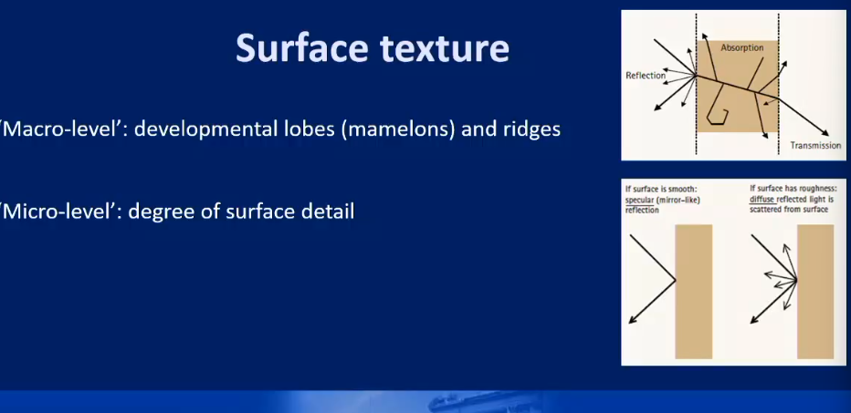 <ul><li><p>Developmental lobes (mamelons) and ridges</p></li><li><p>Degree of surface detail - smooth - specular reflection, rough - diffuse reflectance of light - from surface</p></li></ul><p></p>