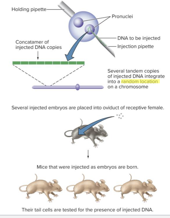 <p>through pronuclear injection. The insertion occurs in a random location</p><p>Can be used to model disease</p>