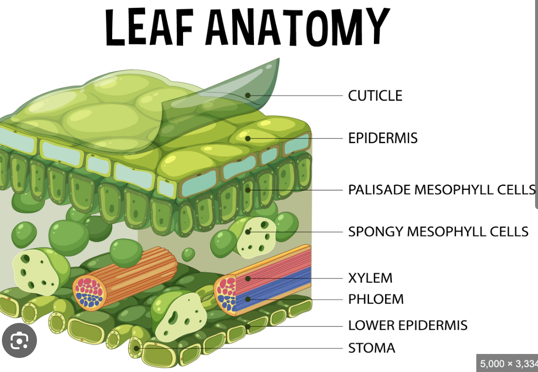 <ul><li><p>Leaves absorb sunlight and carbon dioxide, producing glucose (organic compound) through photosynthesis. </p></li><li><p>Transpiration occurs when water evaporates from the leaves, aiding the movement of water from the roots to the leaves in the xylem. </p></li><li><p>Leaves absorb the maximum amount of sunlight to provide energy to break the bonds of water molecules to generate chemical energy. </p></li><li><p>The large surface area allows for the absorption of light energy by the chlorophyll inside the chloroplast in the leaves. </p></li><li><p>The outermost layer is the epidermis, which is transparent allows the sun to penetrate. </p></li><li><p>The mesophyll is the middle layers of the leaf which consists of two cell types. </p><ul><li><p>Palisade layer - elongated, dense with chloroplasts, main photosynthetic cell, situated immediately under the epidermis so it is exposed to the maximum amount of sunlight. </p></li><li><p>Spongy mesophyll layer - situated between the palisade cells and lower epidermis, irregular in distribution to allow efficient gas exchange. </p></li></ul></li><li><p>Cells within the roots cannot photosynthesis as they do not contain chloroplast and are not exposed to the sunlight. </p></li><li><p>They take part in aerobic cellular respiration which is when they use the glucose produced through photosynthesis and oxygen to create ATP, with carbon dioxide and water produced as waste products (opposite of photosynthesis).</p></li></ul><p></p>