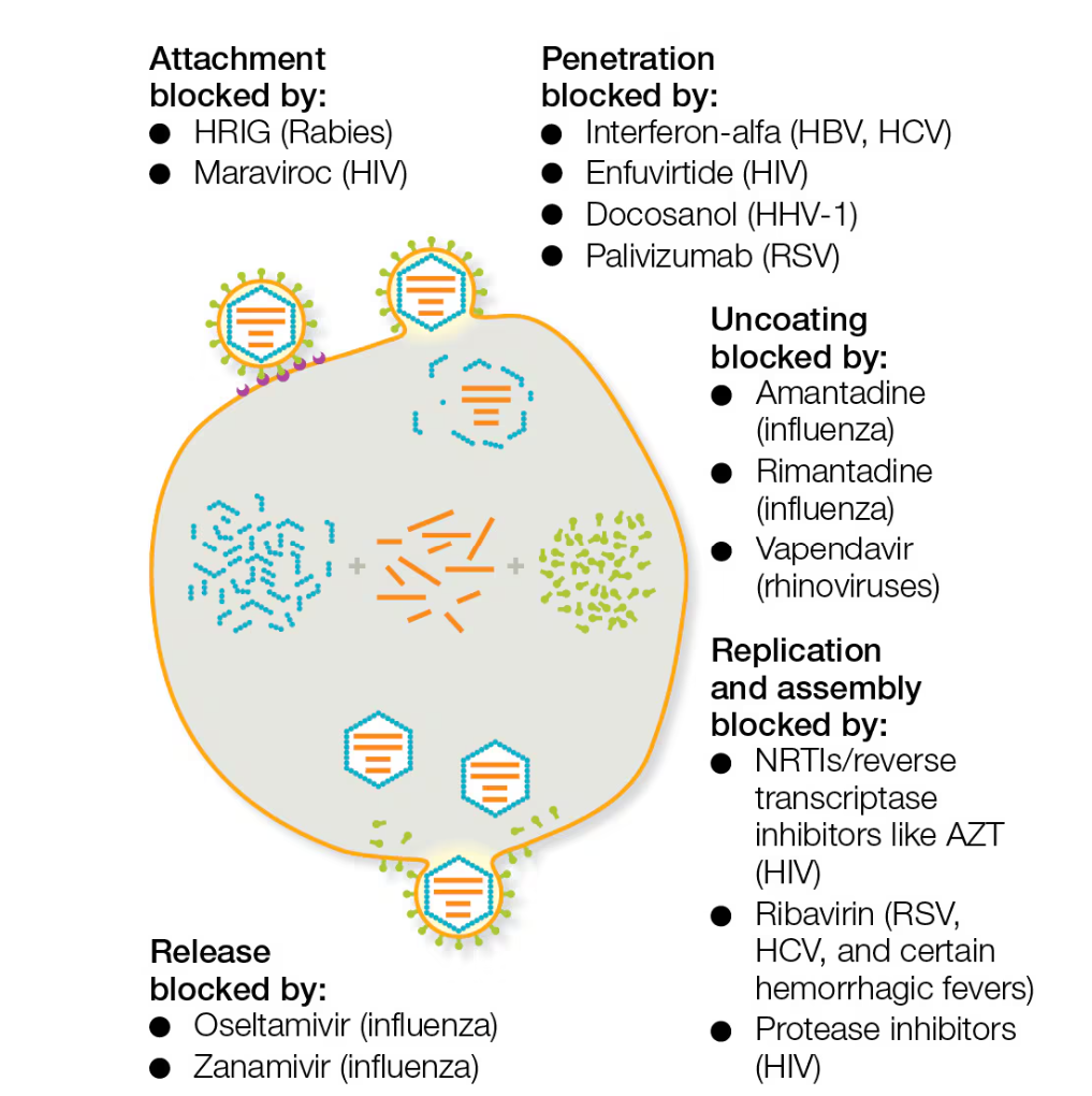 <ul><li><p>Blocked attachment</p></li><li><p>Blocked penetration</p></li><li><p>Blocked Uncoating </p></li><li><p>Blocked replication</p></li><li><p>Blocked release</p></li><li><p>Several antiviral drugs prevent viral entry into cells by blocking the above</p></li></ul><p></p>