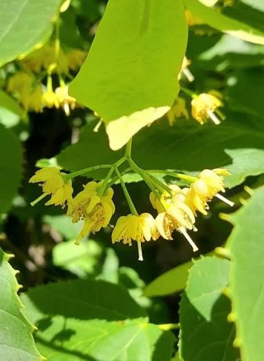 <p>flowers are small, crow in clusters, cream colored, smell good = cymes</p>