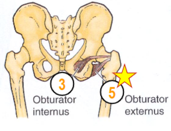 <p>origin: obturator membrane </p><p>insertion: trochanteric fossa</p>