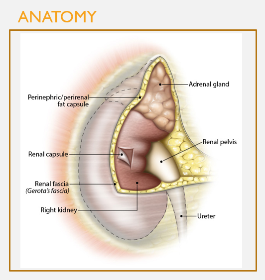 <p>Place the connective tissue layers surrounding the kidney in the correct order, from outside to inside.</p><p>A: Renal fascia—>renal capsule—>perirenal fat capsule</p><p>B: Renal fascia—>perirenal fat capsule—>renal capsule</p><p>C: Renal capsule—>perirenal fat capsule—>renal fascia</p><p>D: Perirenal fat capsule—>renal capsule—>renal fascia</p>
