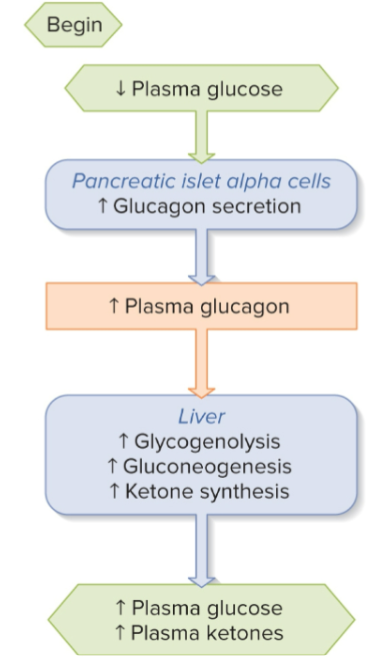 <ul><li><p> Glycogen is the opposite of insulin </p></li><li><p>Important in the post-absorptive state, where glucose levels drop; need glucose for the brain, so bring blood glucose level back up </p></li><li><p>Peptide hormone, secreted by the alpha cells of the pancreas and functions antagonistically to insulin </p></li></ul><p></p>