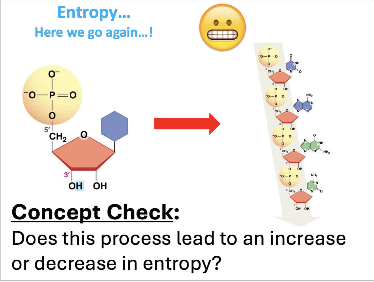 <p>Does this polymerization of nucleotides linked to form polynucleotide chain lead to an increase or decrease in entropy?</p>