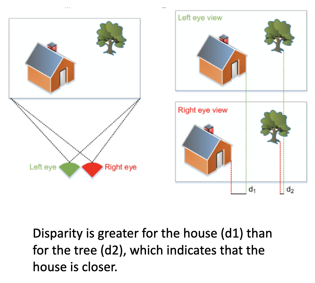 <p><u>Binocular Disparity &amp; Stereopsis</u></p><p>Binocular Disparity - Depth calculation based on degree of retinal disparity (imbalance) between the __.</p><p>• Greater disparity = <u>closer/farther</u> objects; smaller disparity = <u>closer/farther</u> objects. <span style="color: rgb(245, 219, 174);"><span>(Basically?)</span></span></p><p>• Provides relative depth, but combined with ? or ?, can yield absolute depth.</p><p>Stereopsis: ?</p>