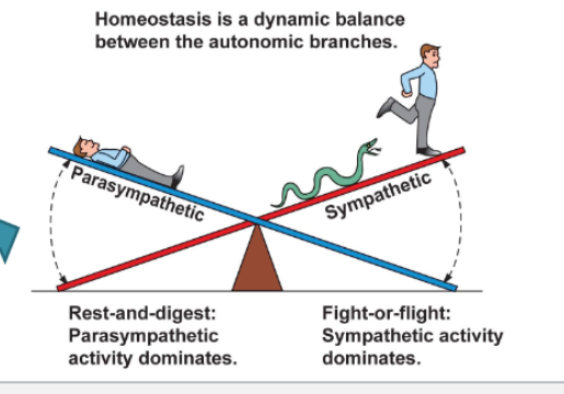 <p>The opposite pattern of changes would occur when levels of these sympathetic signal molecules decrease  (you enter a parasympathetic state)</p>