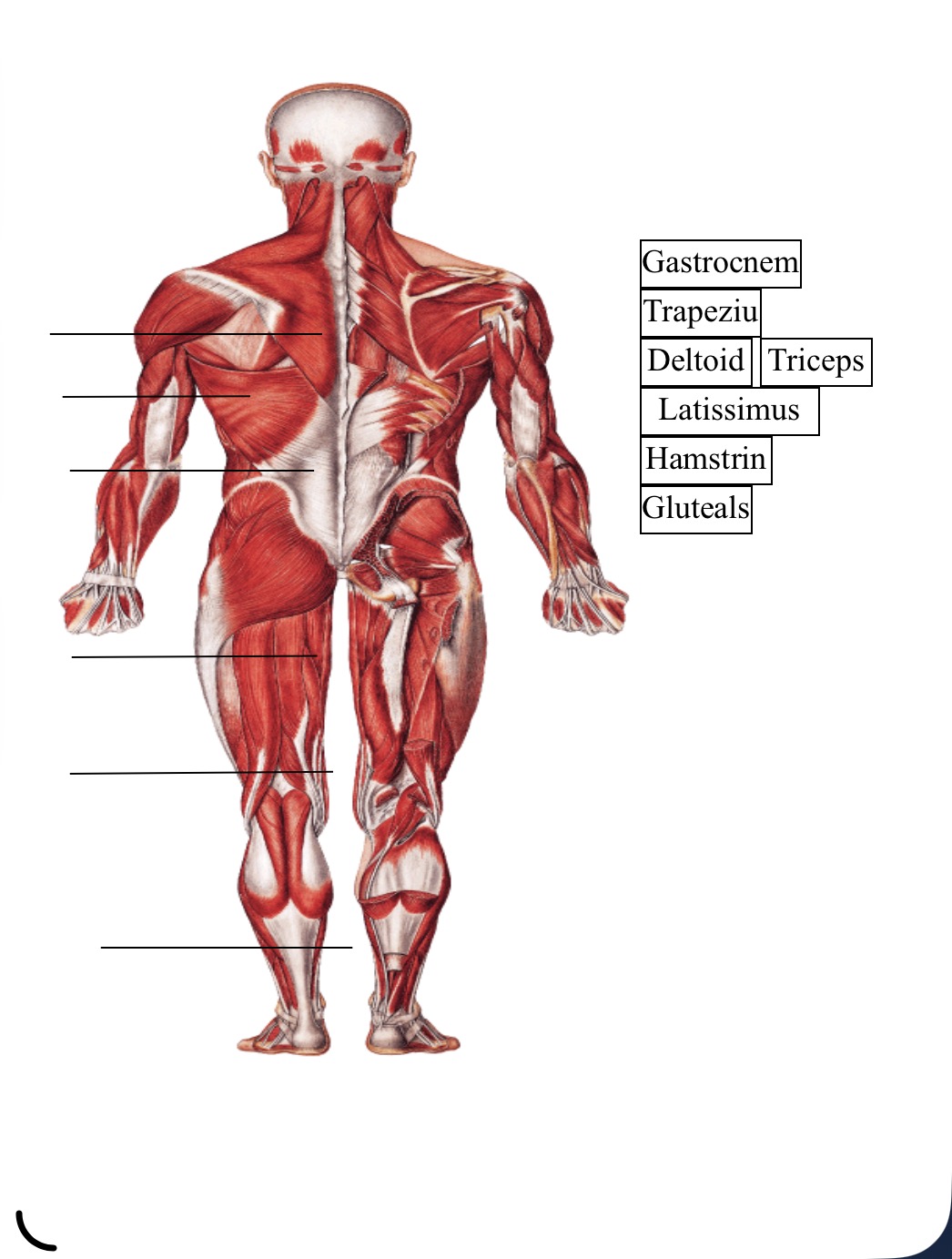 <p>Where is the latissimus dorsi located</p>