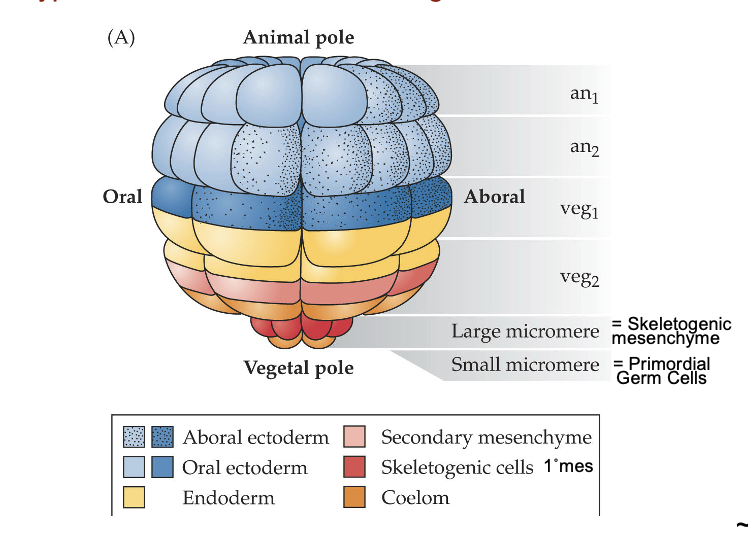 <ul><li><p>Lineage tracing: by injecting dye into the micromere, progeny of the cell maintain the dye, allowing you to see where they are in the blastula</p></li><li><p>Allows you to make a fate map: a map of the early embryo that indicates what cell types/structures will arise from a given blastomere</p></li></ul><p></p>
