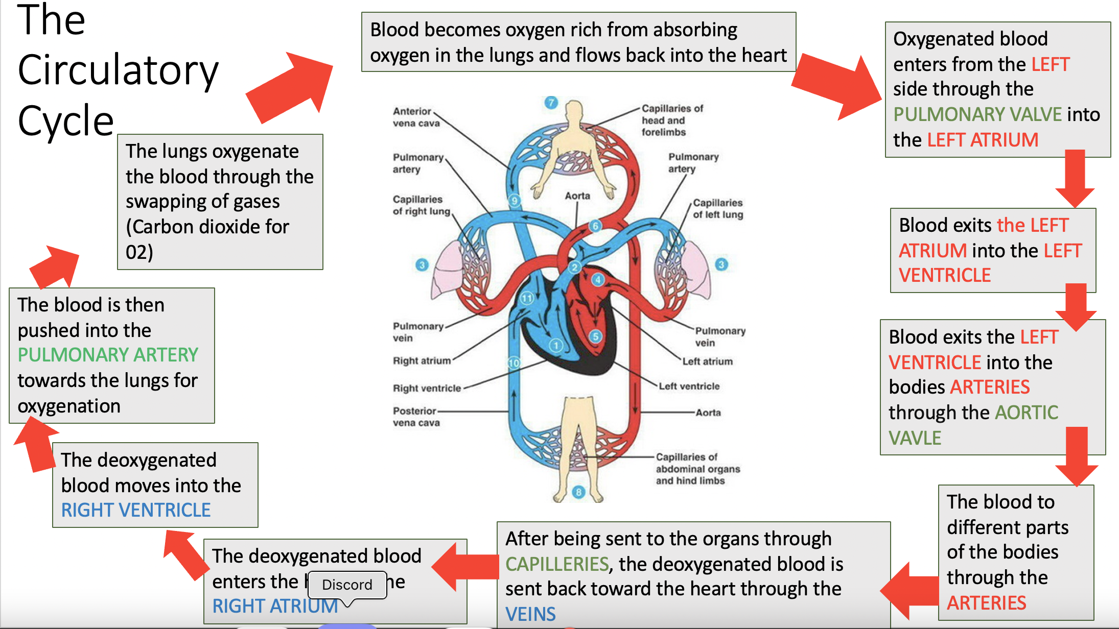 <p>Movement of blood through heart is controlled by contraction of heart muscle, valves open and close at right time. 4 Chambers, two top ATRIUM and two bottom VENTRICLES.</p><p>Right side receives de-oxygenated blood from major veins of the body, and pumps blood into the lungs.</p><p>Left side receives oxygenated blood from lungs, and pumps it into the body through the aorta.</p><p>Right side → Lungs → Left side → Body</p><p>Body → Vena cava (superior &amp; inferior) → Right atrium → Tricuspid valve → Right ventricle → Pulmonary valve → Pulmonary artery → Lungs → Pulmonary veins → Left atrium → Mitral (biscupid) valve → Left ventricle → Aortic valve → Aorta → Body.</p>
