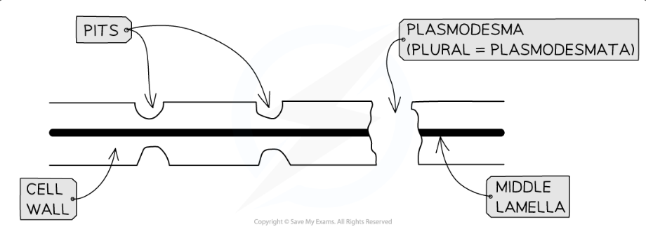 <ul><li><p>These are <strong>very thin</strong> regions of the cell wall</p></li><li><p>The pits in adjacent plant cells are lined up in <strong>pairs</strong></p></li><li><p>This facilitates <strong>transport </strong>of substances between cells</p></li></ul><p></p>