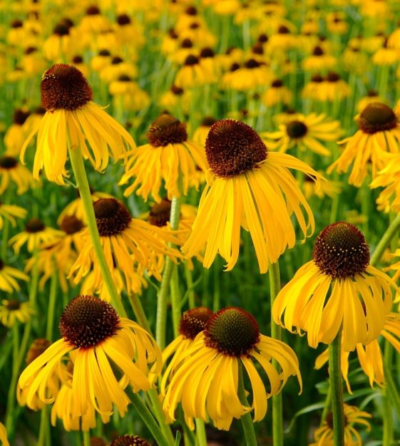 <p>pendant petals, taller, <em>only full sun, most soil</em></p>