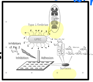 <p><strong>• Fimbriae (common pili)</strong></p><p>– rigid hair-like structures protruding from bacterial surface</p><p><strong>• Afimbrial adhesins</strong></p><p>– lectins (carbohydrate-binding proteins)</p><p>– M protein</p>