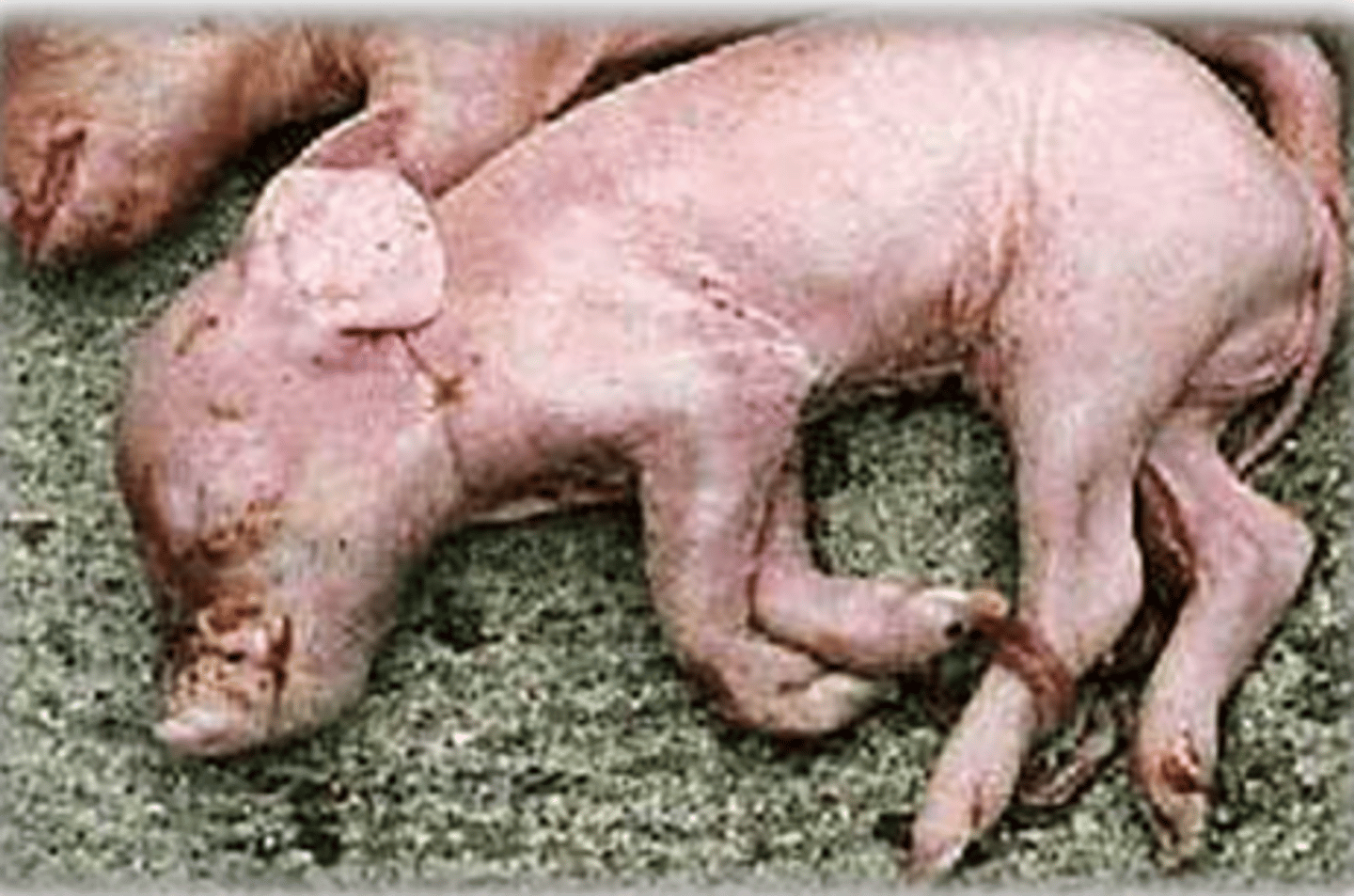 <p>chết non</p>