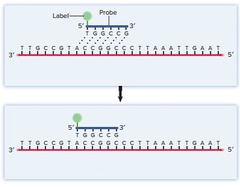 <p>to locate specific alleles of genes</p><p>can be used to screen patients for heritable conditions, drug responses or health risks</p>