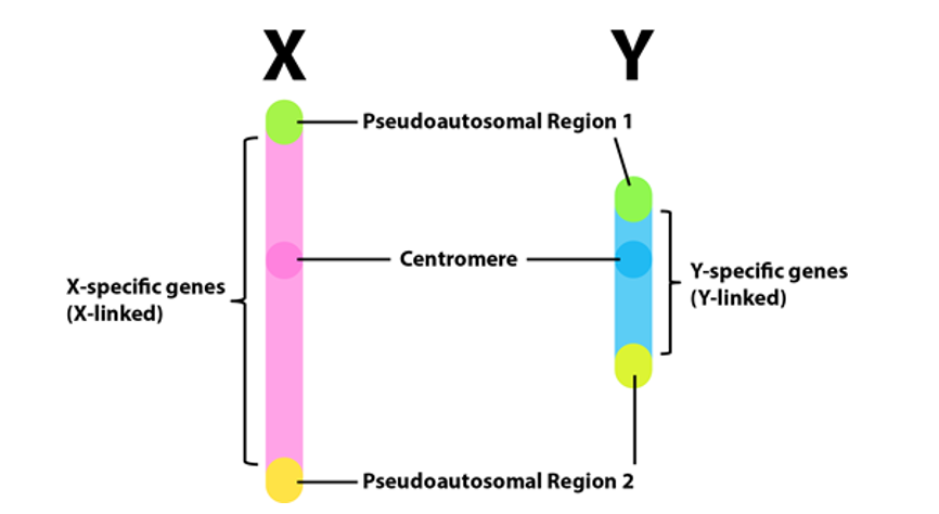 <p><span>In humans, women have both X chromosomes alike in size and genetic content. Pairing and recombination can exist along their entire length. Men have one X and one Y chromosome and only two limited regions of identical sequence, located at the tips of the short and long arm of the X and Y chromosomes</span></p>