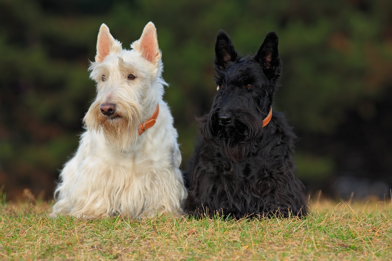 <p>Terrier</p>
