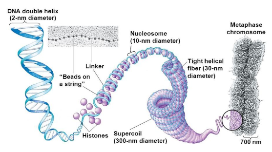 <p>double helix → coils around histones → supercoils → condenses into chromosome</p>