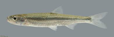 <p>Notropis photogenis</p><p>Shiny silver lower jaws that protrude slightly beyond upper jaw</p><p>Body long and narrow, almost round in cross section</p><p>Dorsal fin origin only slightly behind pelvic fin origin</p><p>Dark stripe down center of back</p><p>Two crescent shaped markings between nostrils</p>