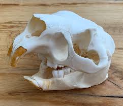 <p><span>Hystricomorphous, large, short paraoccipital process; quills</span></p>