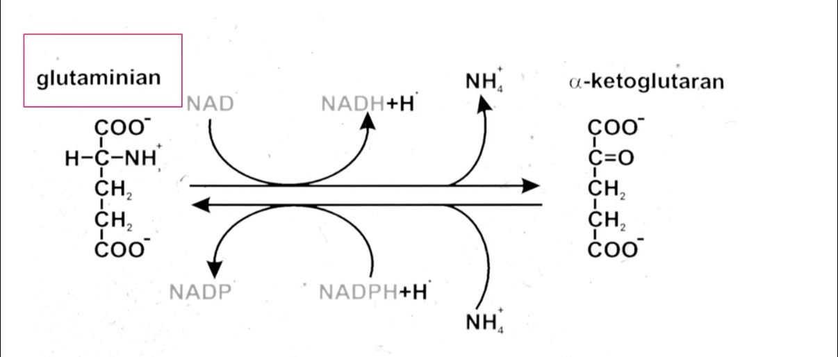 <ul><li><p>enzym to dehydrogenaza glutaminianowa —> mitochondrialny enzym</p></li><li><p>koenzymami są NAD+ lub NADPH (redukcyjna aminacja) !!! zależy w którą stronę, bo reakcja może zachodzić w obu kierunkach</p></li><li><p>kierunek reakcji jest zależny od stężeń glutaminianu, alfa ketoglutaranu etc. Po posiłku białkowym reakcje idzie w prawo, przy dużych stężeniach amoniaku w lewo - chociaż enzym ma małe Km dla amoniaku</p></li><li><p>GTP to allosteryczny inhibitor, ADP to aktywator</p></li></ul><p></p>