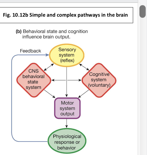 <p><span>3 Systems Influence Output by</span><br><span>the Motor Systems of the Body: what are they?</span></p>