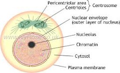 <p>A period of time in between mitosis during which a cell grows and copies its DNA, </p><p>Cell spend most of its time in this phase.</p>