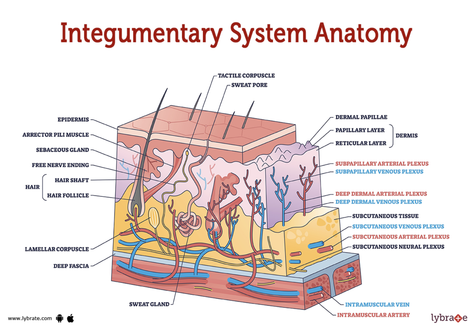 <p>-Protection of organs</p><p>-Excretion of salts, water, and organic wastes</p><p>-Maintenance of normal body temperature</p><p>-Production of melanin</p><p>-Production of keratin</p>